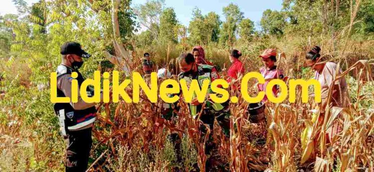 Membantu Perekonomian Dimasa Pandemi covid-19 Babinsa Koramil 06/Wulanggitang Mendampingi Panen Jagung