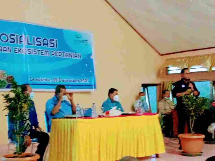 Dirpem Kredit Bank NTT: Kerja Maraton, Sukseskan Pembiayaan Ekosistem Pertanian Di Kabupaten Lembata
