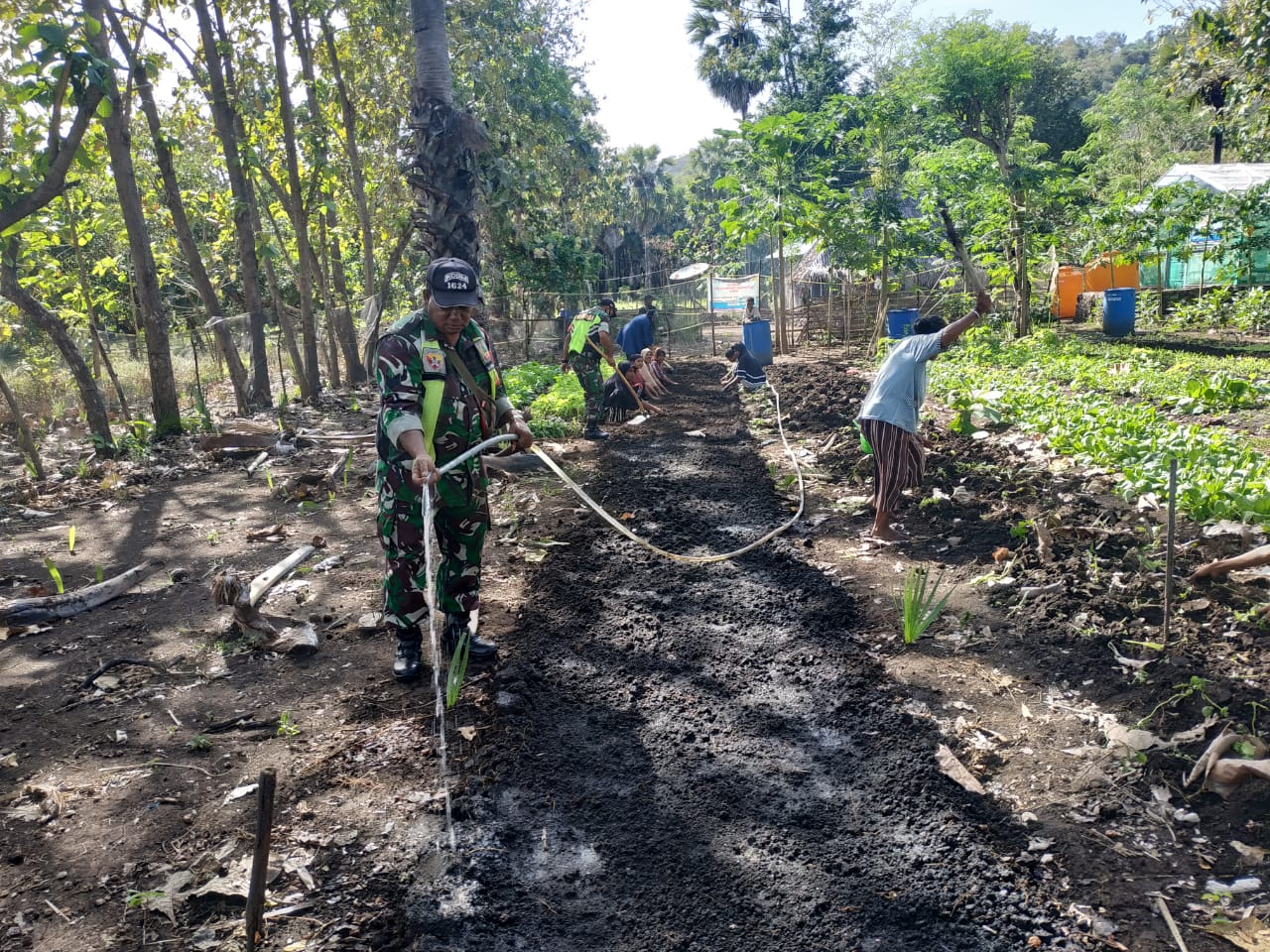 Dukung Ketahanan Pangan, Babinsa Koramil 1624-04/ Omesuri Bantu Kelompok Tani Kelola Kebun