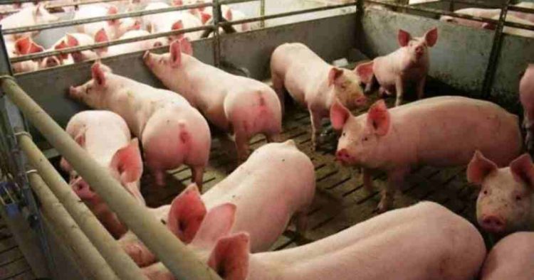 BAHAYA! Virus ASF Datang Lagi, Bupati Doris Imbau Waspada Ancanaman Ternak Babi