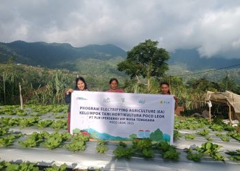 PLN Dorong Pertanian Modern di Poco Leok Lewat Program Electrifying Agriculture