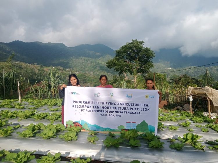 PLN Dorong Pertanian Modern di Poco Leok Lewat Program Electrifying Agriculture