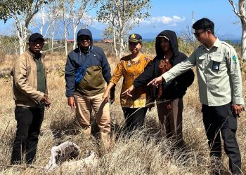 Dorong Transisi Energi, PLN Kantongi Pertek KKPR PLTS Lembata