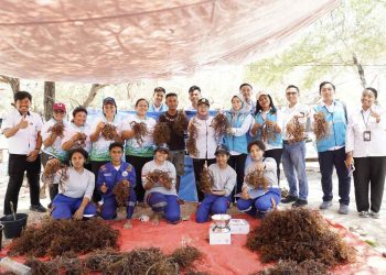 PLN UIP Nusra Gandeng Politeknik KP Kupang Dorong Peningkatan Produksi Rumput Laut Lewat Metode Seleksi Varietas di Lifuleo