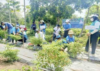 Panen Perdana Cabai di Lembata: Bupati Kanis Tuaq Apresiasi Peran PKK Kendalikan Inflasi dan Berdayakan Keluarga
