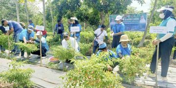 Panen Perdana Cabai di Lembata: Bupati Kanis Tuaq Apresiasi Peran PKK Kendalikan Inflasi dan Berdayakan Keluarga