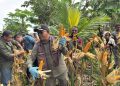 Dari Ladang Paubokol, Harapan Itu Tumbuh: Kelompok Tani Peduli Paubokol Panen Jagung Bersama Bupati Lembata