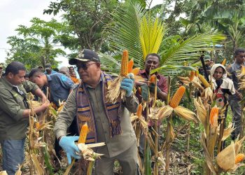 Dari Ladang Paubokol, Harapan Itu Tumbuh: Kelompok Tani Peduli Paubokol Panen Jagung Bersama Bupati Lembata