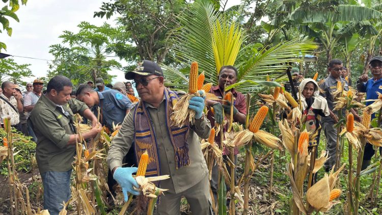 Dari Ladang Paubokol, Harapan Itu Tumbuh: Kelompok Tani Peduli Paubokol Panen Jagung Bersama Bupati Lembata
