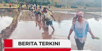 Bupati Lembata Tinjau Irigasi Waikomo, Dorong Produktivitas Sawah