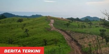 Big Push Peternakan Sapi Wolo Kolo Disorot, DPRD Desak Audit hingga Penelusuran APH