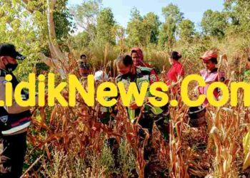 Membantu Perekonomian Dimasa Pandemi covid-19 Babinsa Koramil 06/Wulanggitang Mendampingi Panen Jagung