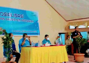 Dirpem Kredit Bank NTT: Kerja Maraton, Sukseskan Pembiayaan Ekosistem Pertanian Di Kabupaten Lembata