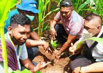 40 Tahun, AMMAPAI Kupang Tanam 5000 Pohon Keliling Ile Ape