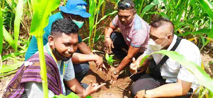 40 Tahun, AMMAPAI Kupang Tanam 5000 Pohon Keliling Ile Ape
