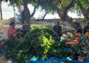 Babinsa Ajak Masyarakat Manfaatkan Potensi Alam Bagi Petani Rumput Laut
