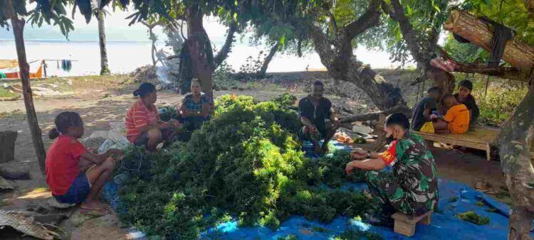 Babinsa Ajak Masyarakat Manfaatkan Potensi Alam Bagi Petani Rumput Laut
