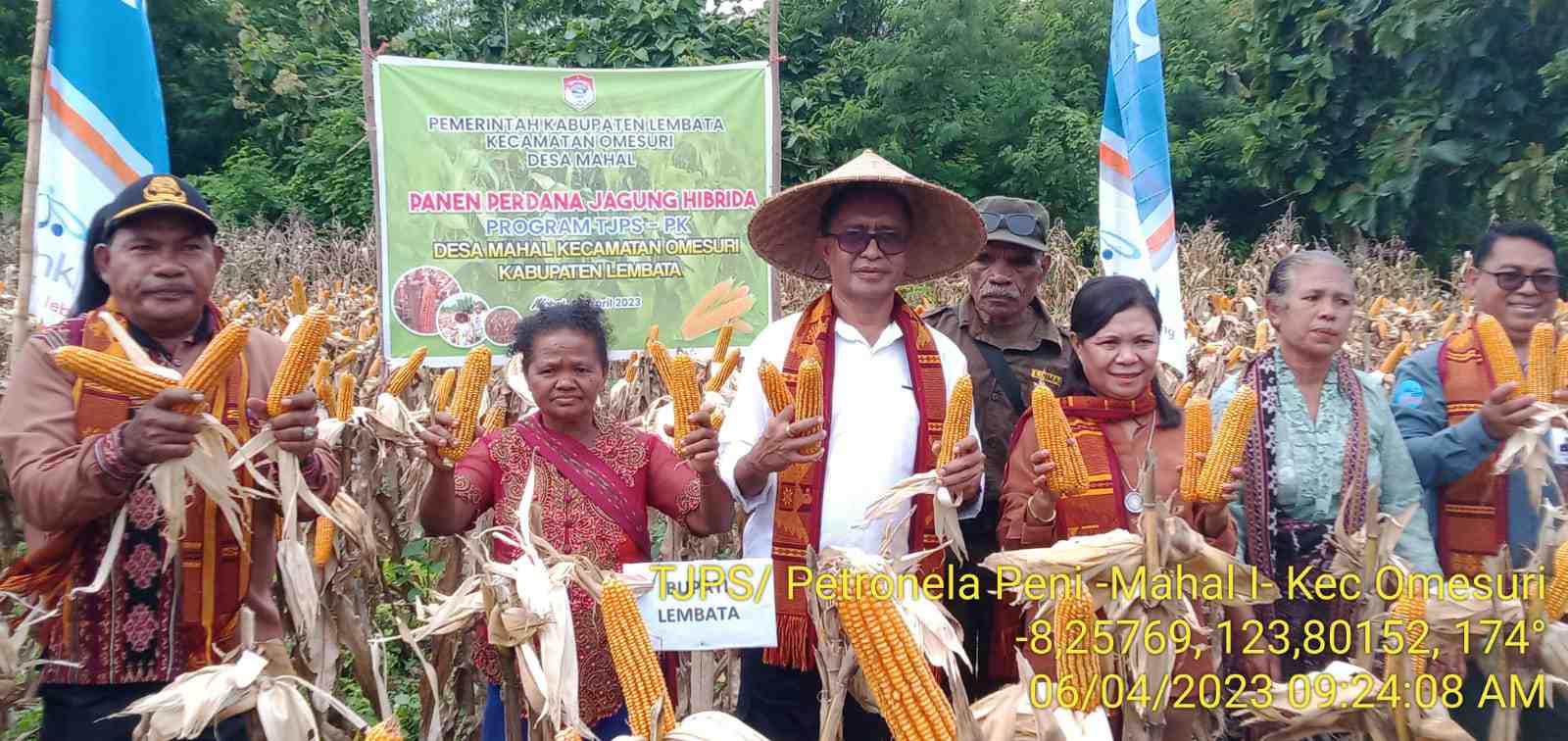 Bersama Kelompok Tani Semangat Baru, Bupati Jawa & Kepala Bank NTT Panen Perdana Program TJPS
