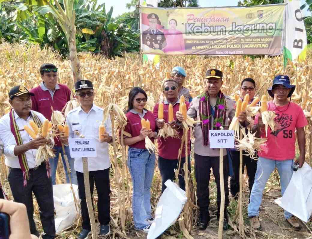 Kapolda NTT bersama Bupati & Kepala Bank NTT Panen Jagung Program TJPS di Watanlolo