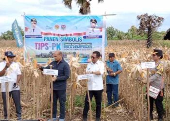 Gubernur NTT Viktor Bungtilu Laiskodat Panen Perdana Program TJPS PK Musim OkMar di Lembata