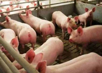 BAHAYA! Virus ASF Datang Lagi, Bupati Doris Imbau Waspada Ancanaman Ternak Babi