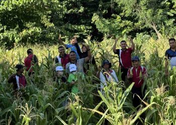 Alhasil Manfaatkan Lahan Tidur, Lapas Lembata Panen Jagung Hasil Pertanian Warga Binaan