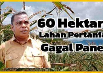 60 Hektare Lahan Pertanian Warga Desa Todanara Gagal Panen