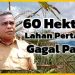 60 Hektare Lahan Pertanian Warga Desa Todanara Gagal Panen