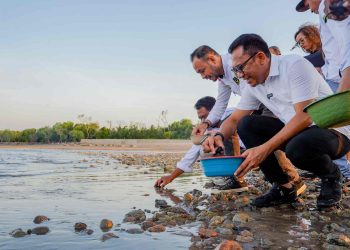 Peduli Konservasi Laut, Ansy Lema Lepas Ratusan Anak Penyu