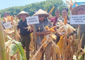 Panen Perdana Jagung Hibrida , Bupati dan Wabup Lembata Serahkan 114 Alsintan untuk Petani 