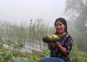 Inisiatif Kelompok Tani Binaan PLN UIP Nusra: Poco Leok Menuju Lumbung Sayur