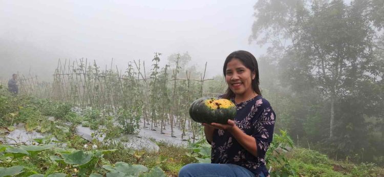 Inisiatif Kelompok Tani Binaan PLN UIP Nusra: Poco Leok Menuju Lumbung Sayur