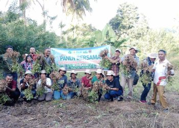 Manajer PLN UPP 3 Nusra, Yayasan Papa Indonesia Panen Kacang Tanah dan Biofarmaka di Desa Nubahaeraka Lembata