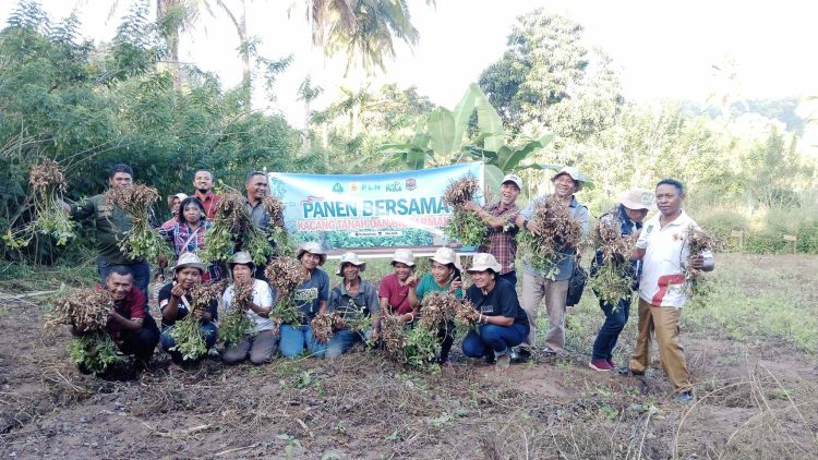 Manajer PLN UPP 3 Nusra, Yayasan Papa Indonesia Panen Kacang Tanah dan Biofarmaka di Desa Nubahaeraka Lembata