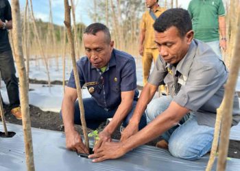 Wabup Nasir Tanam Tomat Bersama Petani di Desa Wowong