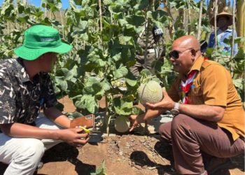 Bupati Lembata Panen Perdana Melon Premium di Hadakewa, Siap Kembangkan sebagai Komoditas Unggulan Daerah
