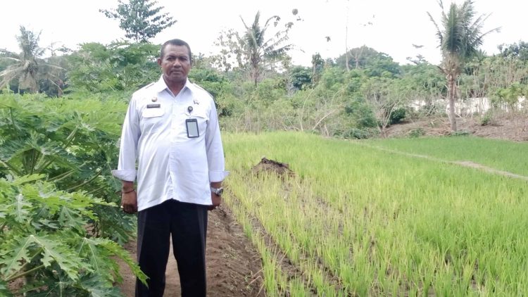 Kalapas Semuki Sulap Lahan Tidur jadi Tanaman Bernilai, Mandiri dengan Kesadaran Pribadi, Lapas Kelas III Lembata jadi Role Model