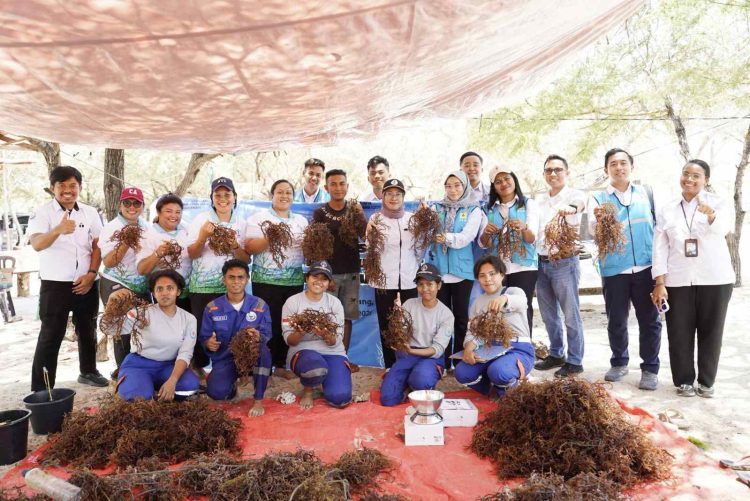 PLN UIP Nusra Gandeng Politeknik KP Kupang Dorong Peningkatan Produksi Rumput Laut Lewat Metode Seleksi Varietas di Lifuleo