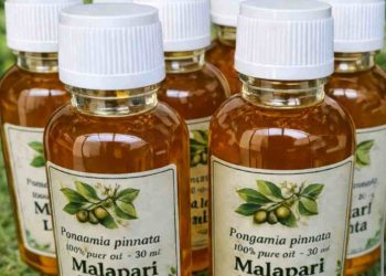 Pembagian Zona Penanaman Malapari di Lembata Dinilai Mengancam Genetika Malapari Asli