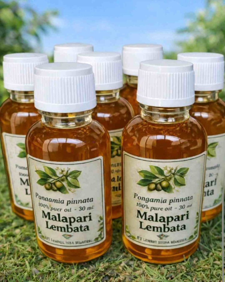 Pembagian Zona Penanaman Malapari di Lembata Dinilai Mengancam Genetika Malapari Asli