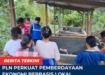 PLN Perkuat Pemberdayaan Ekonomi Berbasis Lokal, Program Ternak di Desa Wewo Sekitar Pengembangan PLTP Ulumbu Tunjukkan Dampak Positif