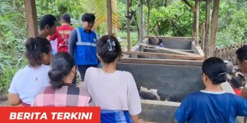 PLN Perkuat Pemberdayaan Ekonomi Berbasis Lokal, Program Ternak di Desa Wewo Sekitar Pengembangan PLTP Ulumbu Tunjukkan Dampak Positif