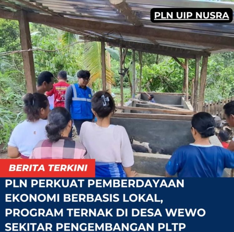 PLN Perkuat Pemberdayaan Ekonomi Berbasis Lokal, Program Ternak di Desa Wewo Sekitar Pengembangan PLTP Ulumbu Tunjukkan Dampak Positif