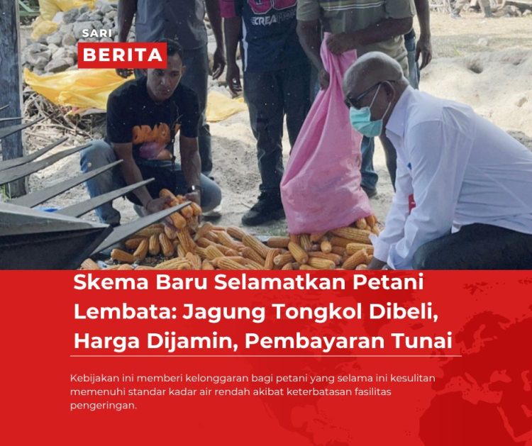 Skema Baru Selamatkan Petani Lembata: Jagung Tongkol Dibeli, Harga Dijamin, Pembayaran Tunai