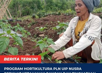 Program Hortikultura PLN UIP Nusra Perkuat Ketahanan Pangan dan Tingkatkan Kesejahteraan Warga Dusun Tantong