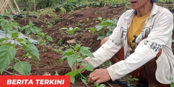 Program Hortikultura PLN UIP Nusra Perkuat Ketahanan Pangan dan Tingkatkan Kesejahteraan Warga Dusun Tantong