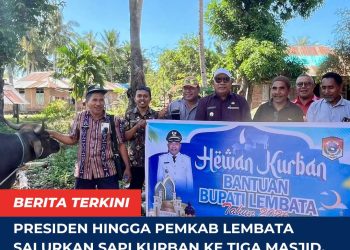 Presiden hingga Pemkab Lembata Salurkan Sapi Kurban ke Tiga Masjid, Perkuat Solidaritas Umat