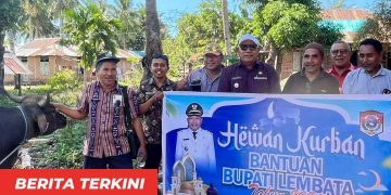 Presiden hingga Pemkab Lembata Salurkan Sapi Kurban ke Tiga Masjid, Perkuat Solidaritas Umat