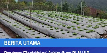 Program Electrifying Agriculture PLN UIP Nusra Tingkatkan Produktivitas dan Pendapatan Petani Desa Lungar