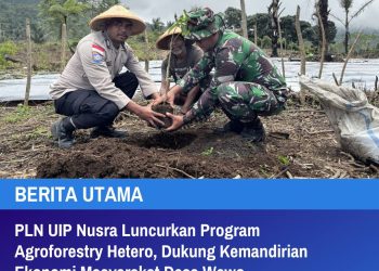 PLN UIP Nusra Luncurkan Program Agroforestry Hetero, Dukung Kemandirian Ekonomi Masyarakat Desa Wewo